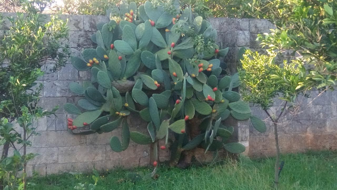 פרזיצ'ה Residence Il Giunco מראה חיצוני תמונה